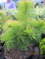 Preview: Pinus sylvestris Trollguld
